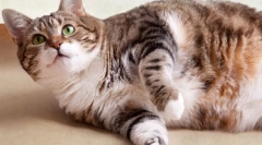 Nașterea pisicilor (video): pregătește-te să devii membru al unui miracol